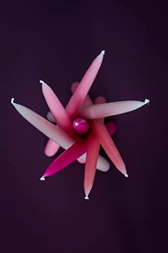 Kunstindustrien® Pink Taper Candles – Set of 4, 13.8" – Made in Denmark, Long Burning Candles 15h, Unscented & Smokeless Candlesticks – Elegant Tall Candles for Weddings, Dinners & Home Decor (Cerise) - Image 7