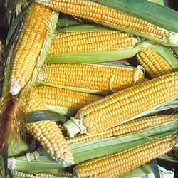 Corn Golden Bantam 8 Open Pollinated Great Heirloom Vegetable By Seed Kingdom Bulk 700 Seeds