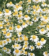 Chamomile German Great Garden Herb by Seed Kingdom (2,000 Seeds)