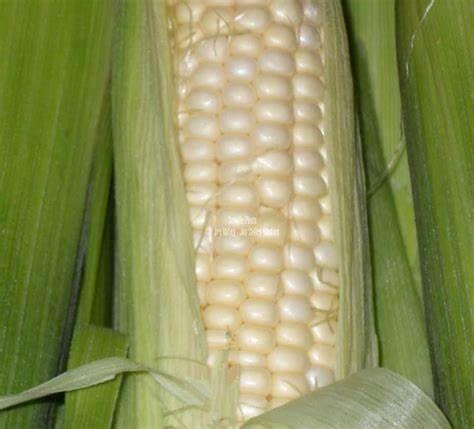 Hickory King White Dent Corn Seeds for Planting 850 Seeds. 1 Pound of Seeds. Heirloom Non GMO Garden Vegetable Bulk Survival Wildlife Deer Foodplot