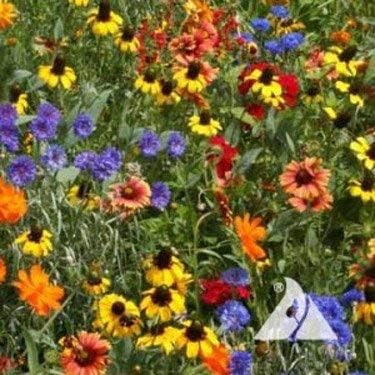 Outsidepride Southeast Wildflower Seed Mix - 1 lb Highly Adaptable, Easy to Grow, Low-Maintenance Mix of Annual & Perennial Wildflower Seeds for Natural Landscapes in Southeastern States