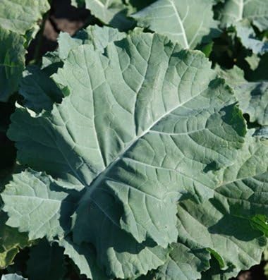 Kale Premier Great Heirloom Vegetable Seeds (1/4 Lb Seeds)