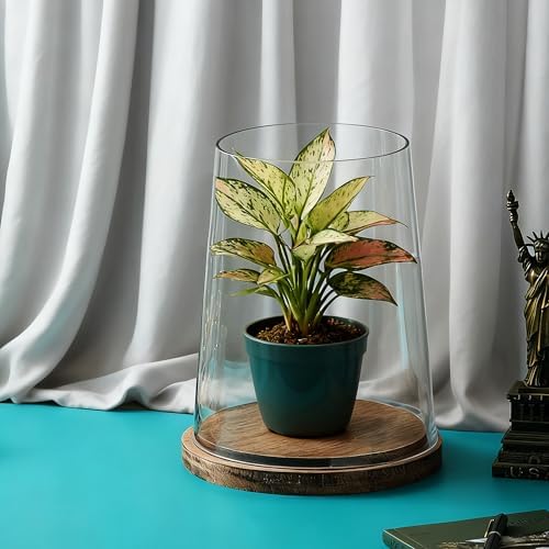 Set of 2 Glass Hurricane Candle Holders with Handmade Sturdy Glass Sleeves and Vintage Natural Wood Base for Pillar Candle & Plants, Industrial, Farmhouse, Display Cloche Bell Jars, Table Centerpiece - Image 6