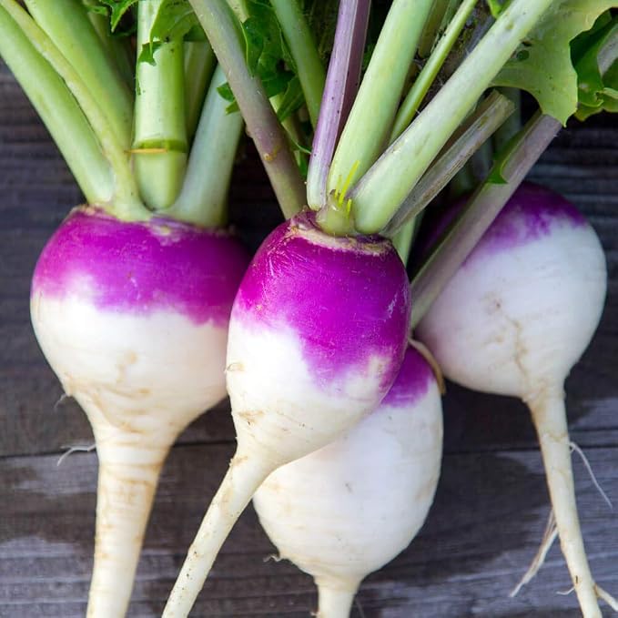 Outsidepride Purple Top Turnip Seeds - 50 Lbs High-Yield, High Protein Turnip Seed, Ideal Cover Crop, for Forage, Grazing Livestock, High Energy Deer Food Plot & Soil Improvement