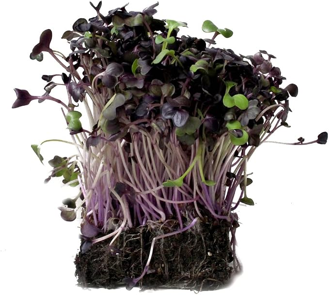 Todd's Seeds Rambo Radish Sprouting Seeds, 1/2 lb – Non-GMO | Striking red/purple sprouts. Ready in 5 days. High concentration of vitamins. Great for salads, sandwiches & sushi.
