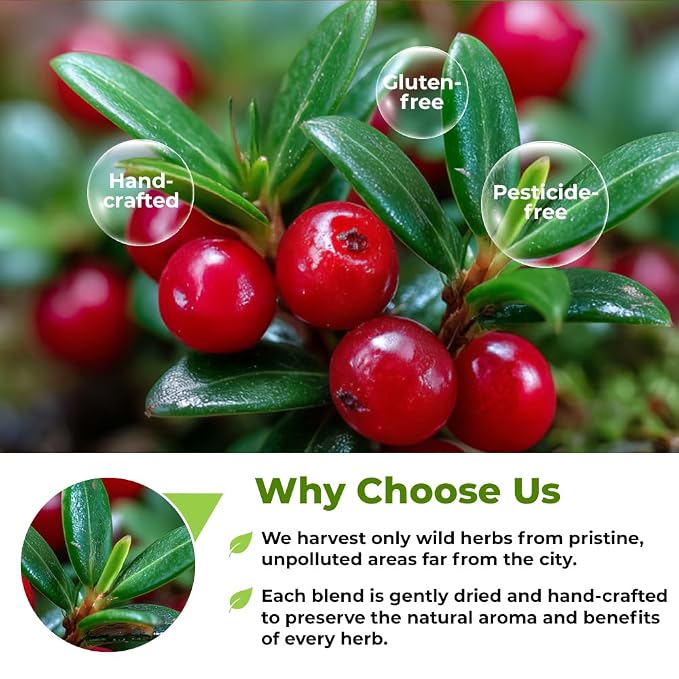 4 oz. Uva Ursi Leaf Bearberry Tea Herbal (Arctostaphylos Uva-Ursi) - 113g Uva-Ursi Herb Tea Arctostaphylos Uva-Ursi
