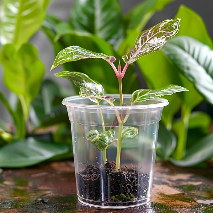 FUIJOL 50 Pack 3/4/5/6/7 Inch Clear Nursery Pots with Drainage Holes, Durable Plastic Nursery Pots for Plants, Succulents, Herbs, Flowers, and Vegetable Seedlings (3+4+5+6+7 inch, 50 Pack)