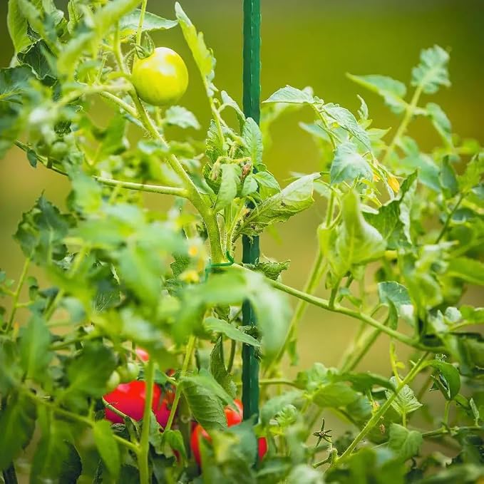 G-LEAF Garden Stakes 6 ft Plastic Coated Steel Tube Sturdy Metal Plant Sticks for Tomato,Cucumber,Bean,Tree,Pack of 25