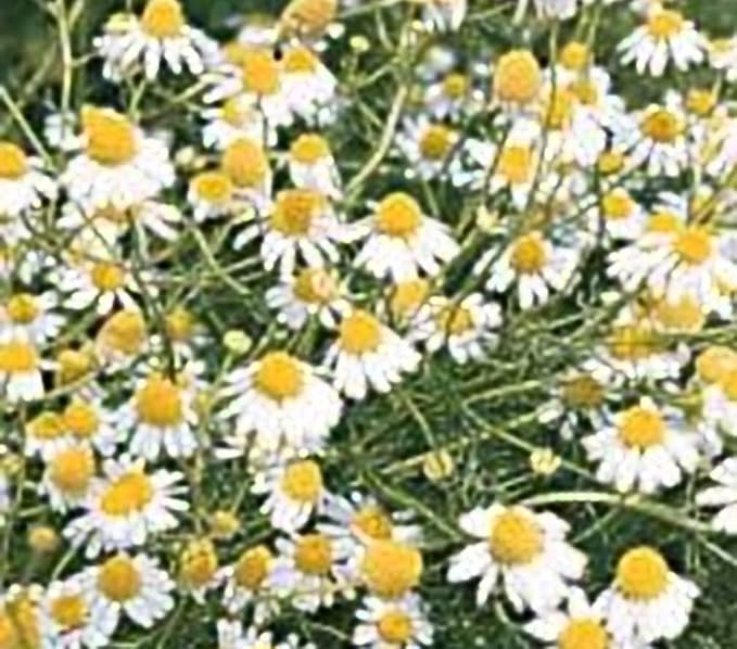 Chamomile German Great Garden Herb By Seed Kingdom (1 LB Seeds)