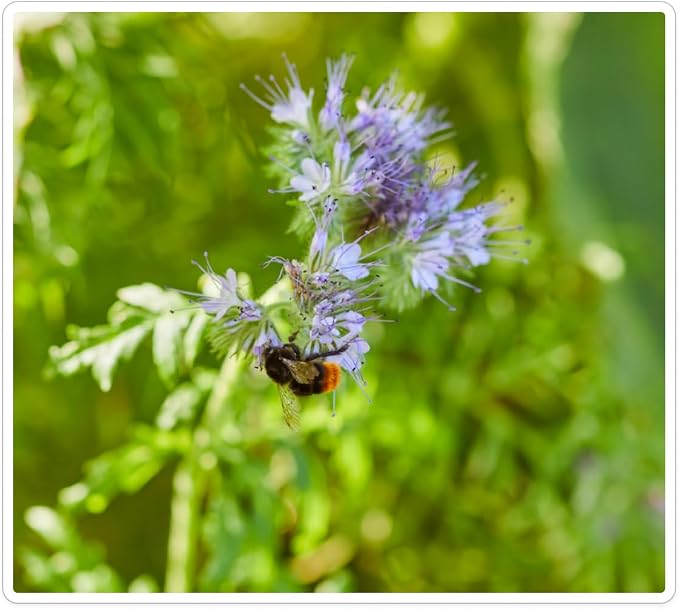 Eden Brothers The Bees Knees Pollinator Wildflower Seed Mix, 1 lb (543,000+ Seeds) - Throw and Grow - 100% Pure, No Fillers - 18-Variety Non-GMO Annual + Perennial, Covers up to 4,500 SqFt, Zones 3-10