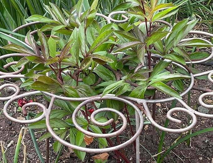 Plant Support,Decorative Metal Plant Support Ring, Heavy Duty Garden Plant Support Stake, Rustproof Flower Support Cage, Outdoor Plant Holder for Upright Growth and Protection (L)