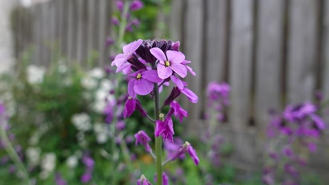 Set of 100 Assorted Valley Green Flower Seed Packets! Flower Seeds in Bulk - 20+ Varieties Included