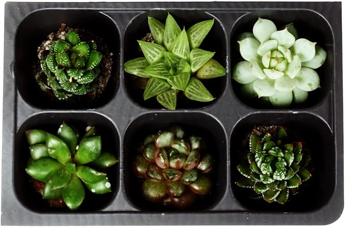 The Hydroponic City Seed Starter Tray, 1440 Cells (240 Trays - 6 Cells Per Tray) + Plant Stakes