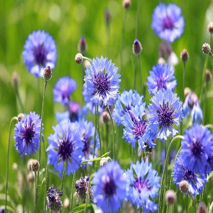 Outsidepride Blue Cornflower Seeds for Planting - 1/4 lb. Annual Bachelor's Button Flower Seeds for Cut Flower Gardens, Drought-Tolerant, Attracts Pollinators, Ideal for Borders & Bouquets