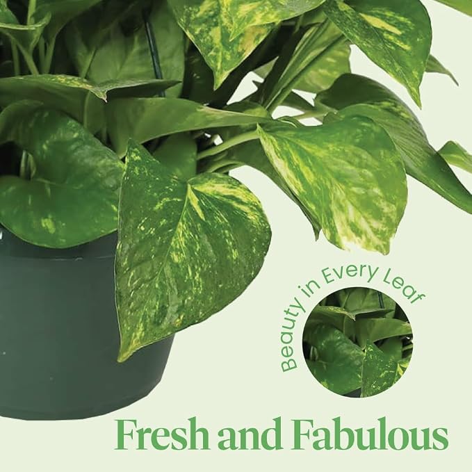 American Plant Exchange Golden Pothos – Live 8-Inch Hanging Basket, Devil’s Ivy, Easy-Care Air Purifying Houseplant, Fast-Growing Trailing Vine for Hanging Planters, Indoor Home or Office Décor