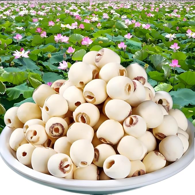 Dried Lotus Seeds, 7.0oz (200g) | Shelled & Peeled Lotus Nuts for Soup, Dessert & Herbal Tea | Rich in Protein, Vegan, Non-GMO, Resealable Bag