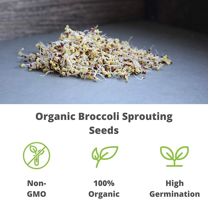 Handy Pantry Organic Broccoli Sprouting Seeds 8 oz. Resealable Bag Non-GMO | Broccoli Sprouts Seeds, Contains Sulforaphane