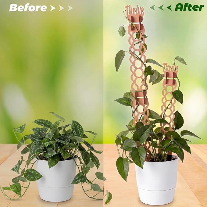 6 Sets Wooden Extendable Plants Trellis Indoor Modular Plant Trellis with Wood Thrive Sign Decor and Extensions for Outdoor Climbing Houseplants Vine Flower Stem (Ring)