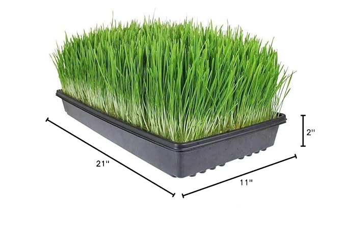 Living Whole Foods 10 Pack of Durable Black Plastic Growing Trays (Without Drain Holes) 21" X 11" X 2" - Flowers, Seedlings, Plants, Wheatgrass, Microgreens & More
