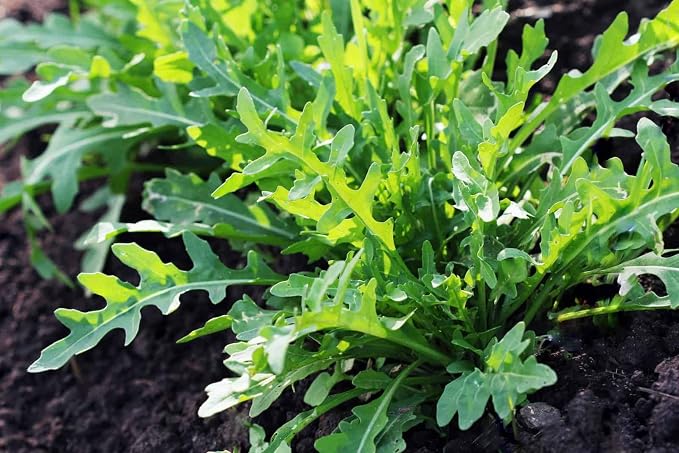 Arugula Seed, Arugula Sprouting Seeds, Microgreen, Sprouting, 12 OZ, Non GMO - Country Creek Acres Brand - High Sprout Germination- Juicing, Gardening, Hydroponics, Growing Salad Sprouts