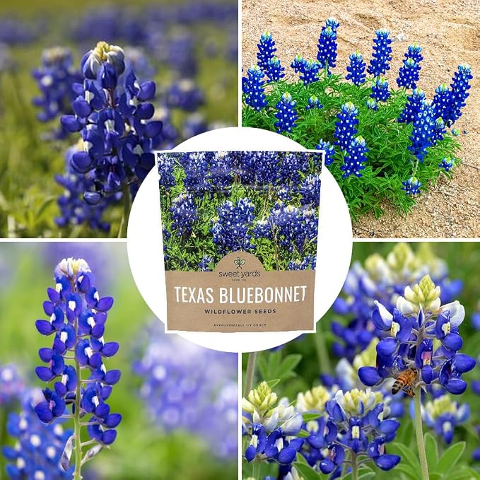 Texas Bluebonnet Wildflower Seeds - Bulk 1/2 Ounce Packet - Over 500 Native Seeds - Texas State Flower!