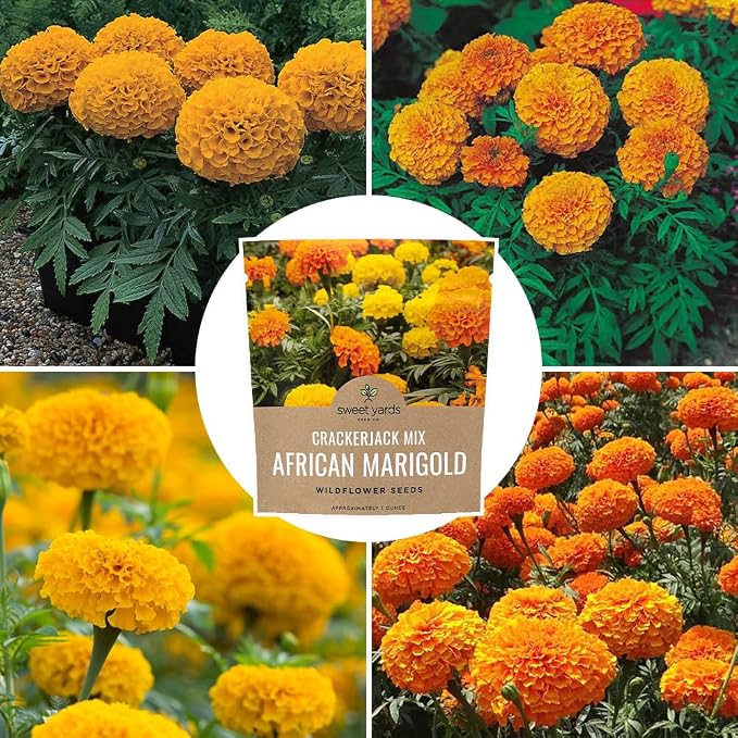 Sweet Yards African Marigold Seeds Mix Crackerjack Mix - Bulk 1 Ounce Packet - Over 10,000 Seeds - Huge Orange and Yellow Blooms - Adaptable to All US Regions - Pollinator Friendly
