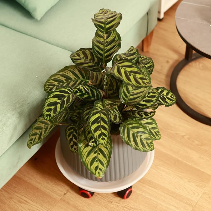 6 Packs 13 Inches Large Plant Caddy Plant Saucers on Wheels Rolling Plant Stands Heavy-Duty Plant Dolly Plastic Planter Roller Base Pot Movers Outdoor Plant Tray Coaster