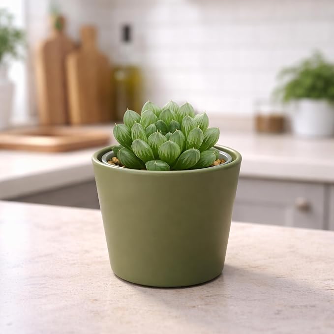Phoenix Vine 3.5 Inch Olive Plastic Cachepot with Clear Nursery Pot, Decorative Lightweight Planter Cover with Transparent Inner Pot for Indoor Houseplants, Pack of 1, 24-A-F-1