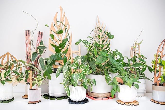Treleaf Zella Regular Extension Kit (2 Extensions) - Wooden Extendable Plant Trellis for Indoor Climbing Houseplants - Modular Plant Support