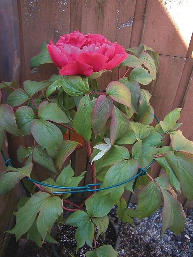 14" Wide x 24" Tall Single Ring Green Peony Hoop Plant Supports (36)