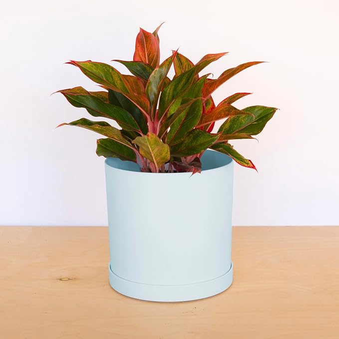 Bloem Mathers Planter w/Saucer Tray 10" Misty Blue