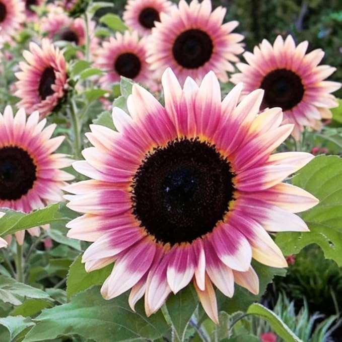 300+ Sunflower Seeds for Planting – Rare Strawberry Pink Sunflower Seeds Ornamental Blooms, Open Pollinated, Easy to Grow Flower Seeds for Garden, Outdoor Planting & Landscaping 0.35 Oz
