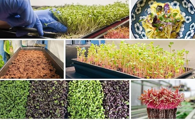 BeGrit 1020 Mesh Bottom Trays for Soil Blocking, Seedling Starter, Microgreen Plant Seed Tray 10'' x 21'' 10-Pack