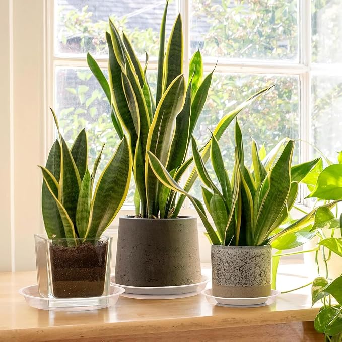 5 Pack Clear Plant Saucer, 4 5 6 8 10 12 14 16 18 20 22 Inch Durable Plastic Water Catcher Trays for Flower Pots, Plant Drip Trays for Indoor Outdoor Planter (5 inch)