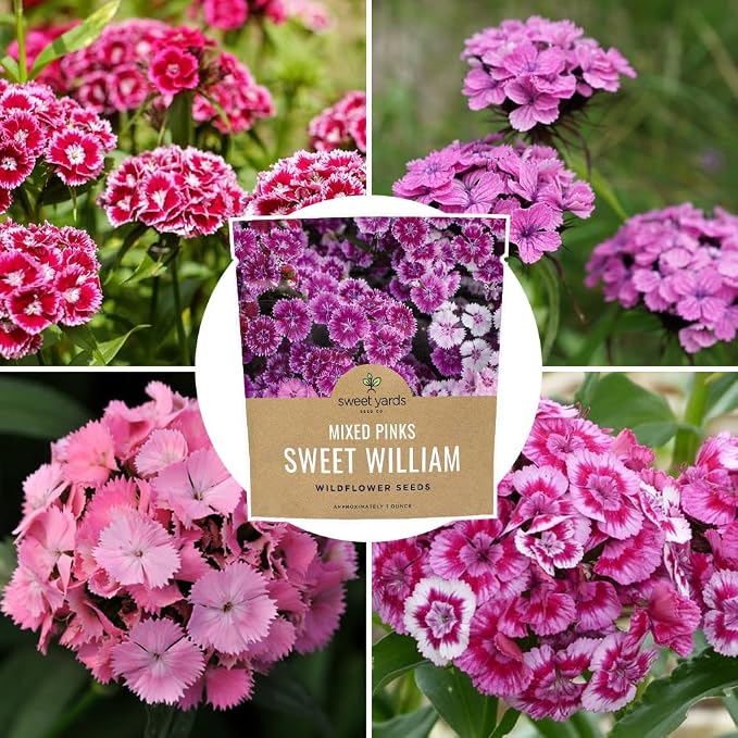 Sweet William Seeds – Mixed Pink Colors – Extra Large 1oz Packet – Over 30,000 Open Pollinated Non-GMO Flower Seeds – Dianthus barbatus