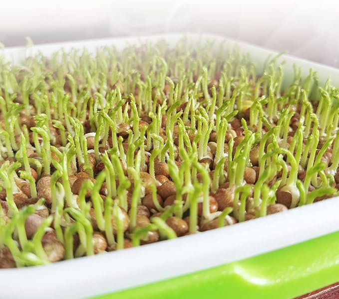 Seed Sprouting Tray, 5 Packs Microgreens Growing Trays Big Capacity Sprouts Growing Kit Soil-Free Sprouter Tray for Sprouting Seeds, Beans, Wheatgrass