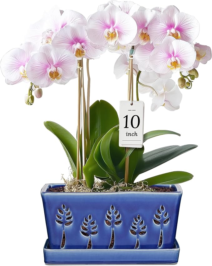 BUYMAX 10 Inch Rectangle Ceramic Orchid Pots with Holes, Heavy Duty Handmade Ceramic Plant Pot with Drainage and Saucer, Accommodate 2 Orchids, Enhance Good Ventilation - Blue