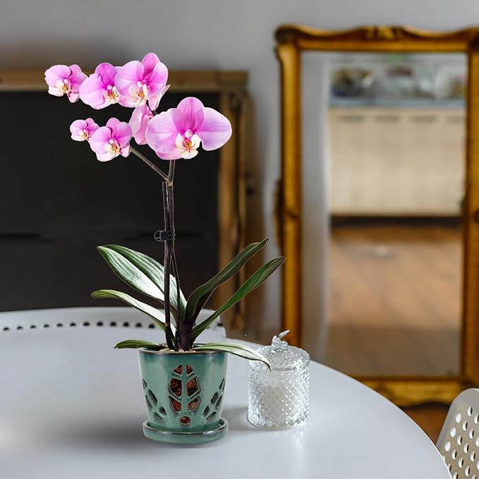 W&W Orchid Pot with Holes and Saucer for Repotting, Green, 5.5 Inches