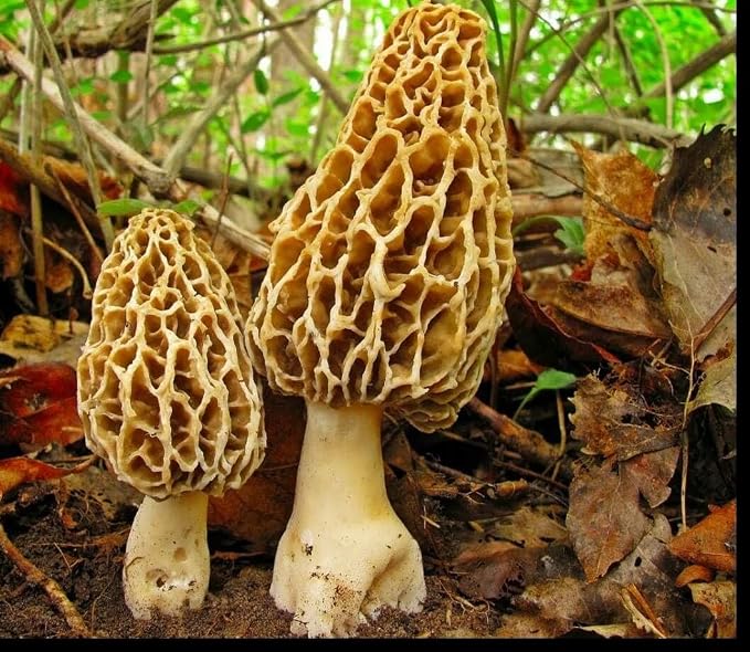 Morel Mushrooms Spores - Heirloom - GMO Free