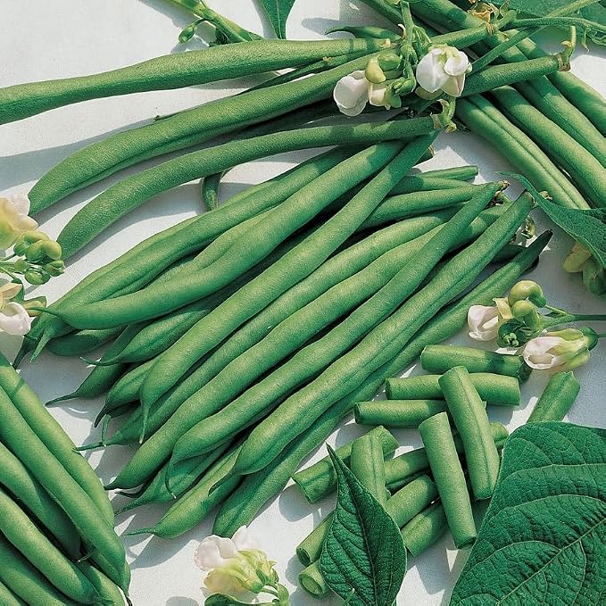 Park Seed Kentucky Blue Pole Bean Seeds – 1/2 lb Bulk Pack, AAS Winner, High Yields on 5–8 Foot Vines, Disease Resistant, Ideal for Vertical and Companion Gardening, 58 Days to Maturity