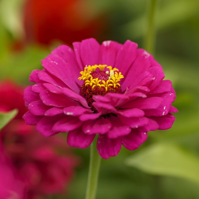 Eden Brothers California Giant Zinnia Seeds for 2026, 1 lb (72,000+ Seeds) - 100% Pure, No Fillers - Heirloom Non-GMO Zinnia Seed Mix, Large Blooms for Cut Flowers & Pollinator Gardens, Zones 3-10