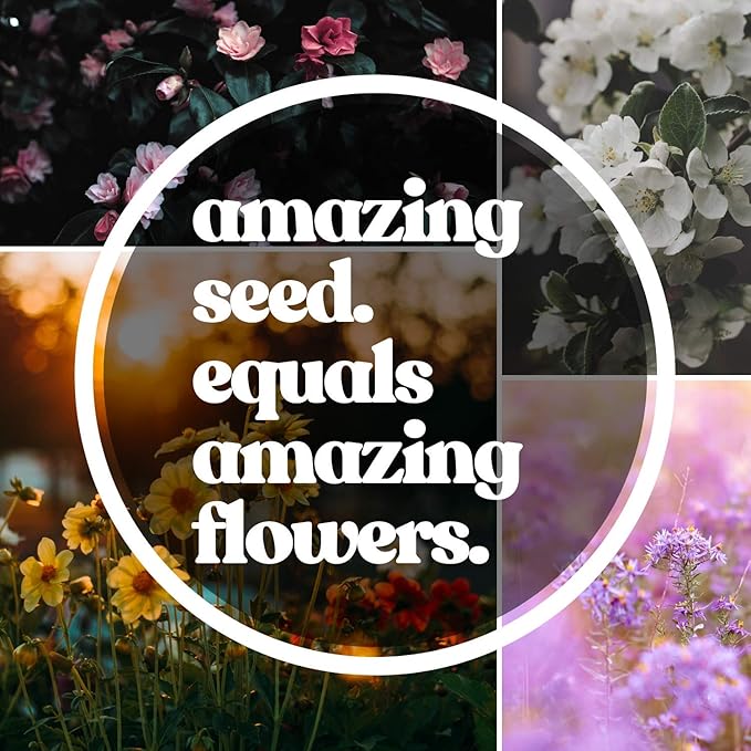 Mountain Valley Seed Co Wildflower Seeds Collection - 500,000+ Bulk Seeds | 6 Wildflower Mixes Including Hummingbird, Butterfly, Monarch, Bee, Shaded Woodland, Rocky Mountain, and Dryland Pollinators