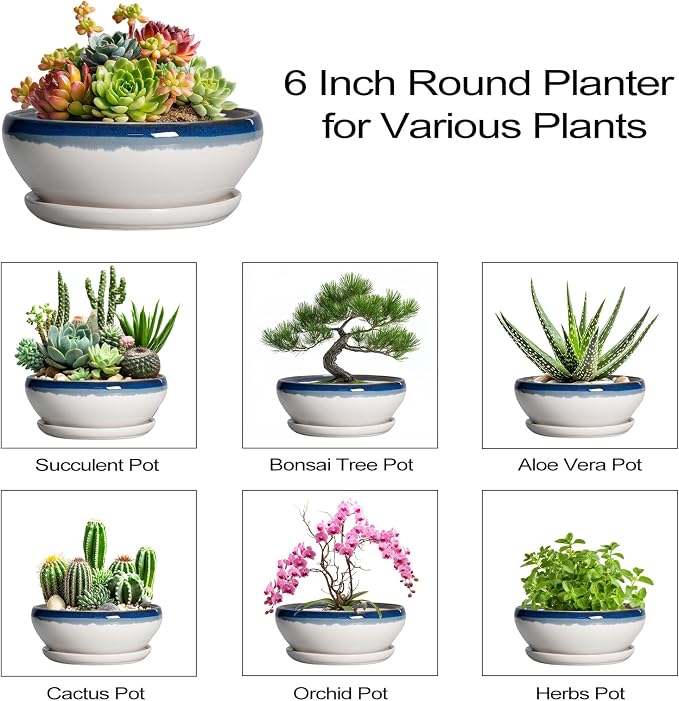 SQOWL Succulent Planters 6 Inch - Ceramic Bonsai Pots with Drainage Hole and Saucer, Round Shallow Planter for Indoor Plants, Ceramic Cactus Pot, Apartment Decor, Gifts for Women, Blue Off-White