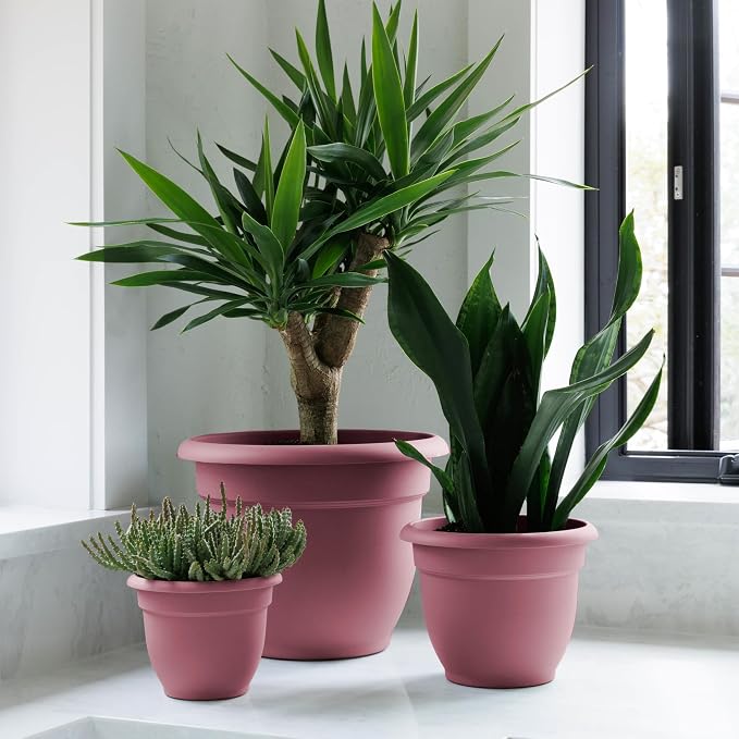 Bloem Ariana 10" Self-Watering Plastic Planter - Rolled Rim Indoor/Outdoor Garden Pot, Dusty Rose