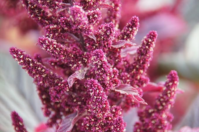 Amaranth Red Garnet Sprouting Microgreen Grain Heirloom Herb by Seed Kingdom 1/4 Lb Seeds