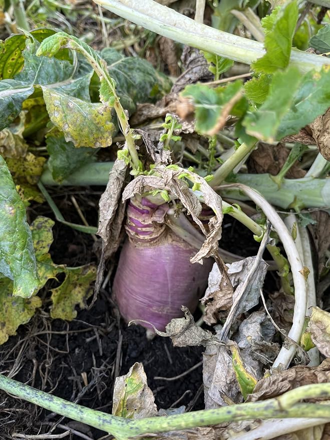 Purple Top Turnip Food Plot Seed for Planting - High Protein Brassica Deer Forage, Fast Growing Fall Annual Food Plot Seed, Plants Up to 1/2 Acre - 3 lb Jug