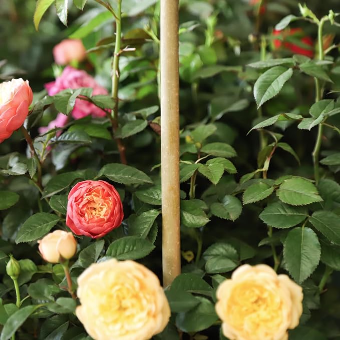 Natural Bamboo Plant Stake(6FT 15Pcs) Sturdy Bamboo Poles, Durable Plant Bamboo Stake, Garden Climbing Plant Bracket.