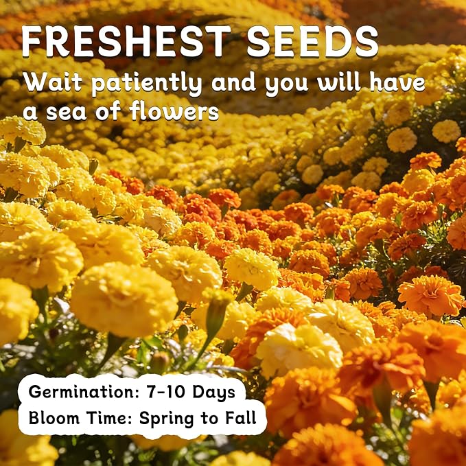 LUOJIBIE French Marigold Seeds for Planting Outdoors, Giant Marigold Flowers Seeds Bulk for 2026, Over 8,500+ Seeds Prolific Blooms, Ideal for Vibrant Pollinator Gardens