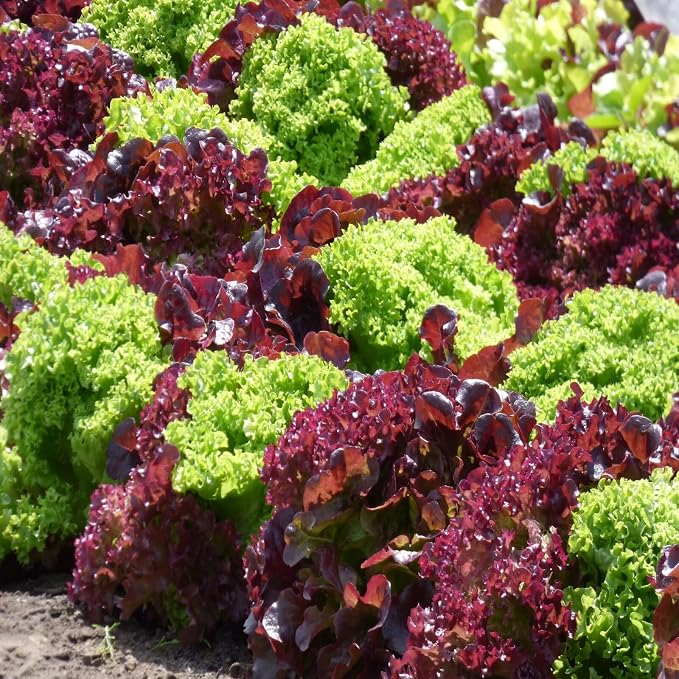7 Variety Mix Lettuce Seeds - 7000+ Heirloom Lettuce Seeds for Planting Including Romaine, Butter Lettuce, Iceberg Lettuce, etc - Outdoor Hydroponics Gardens Fresh Leafy Green Vegetables Easy to Grow