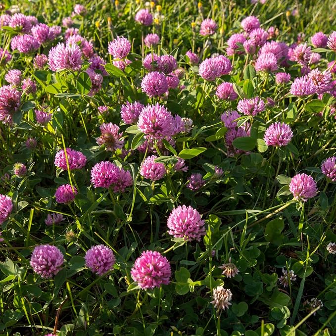 Outsidepride Perennial Red Clover Seeds - 10 lbs. Self-Seeding, Nitrocoated, Inoculated for Lawn, Yard, Forage, Pasture, Hay, Nitrogen Fixation, Soil Improvement & Crop Rotation Programs
